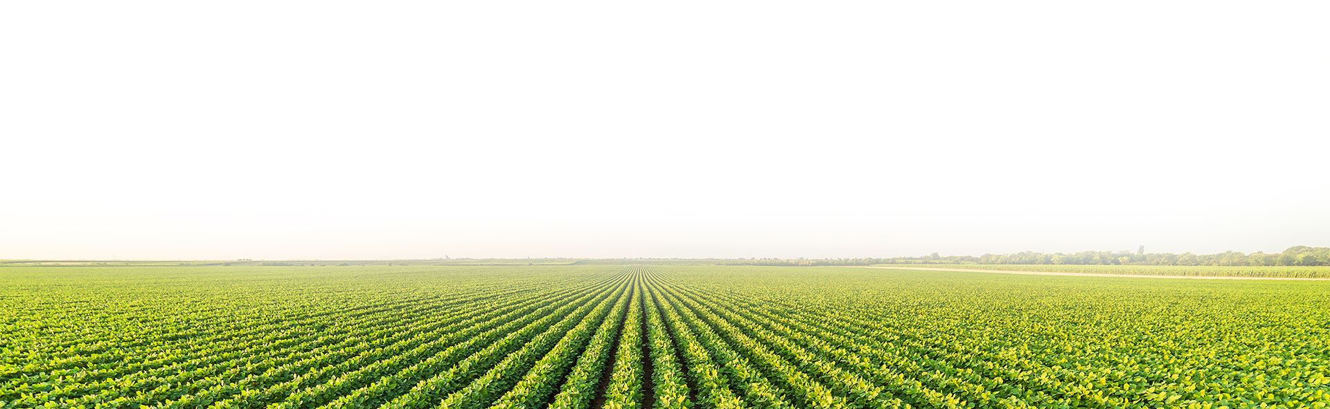 SPS-Organics-India-Pvt-Ltd