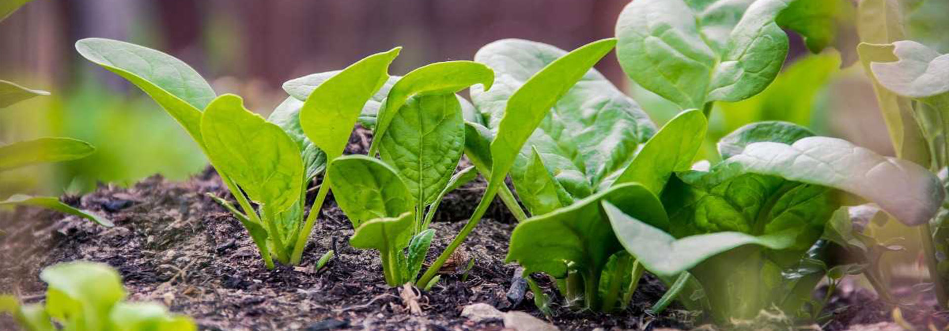 SPS-Organics-India-Pvt-Ltd