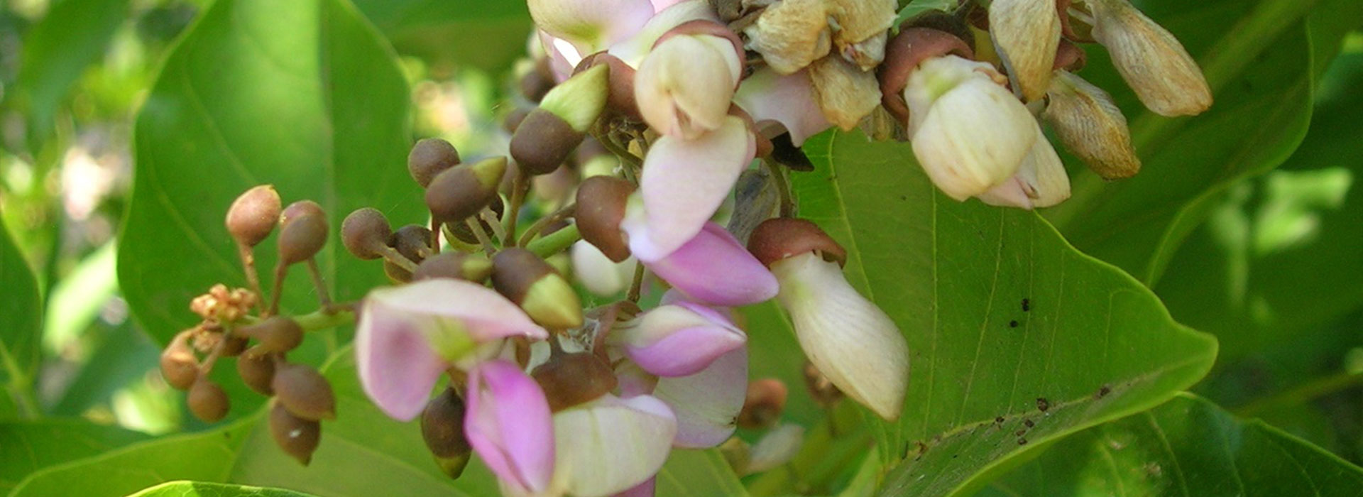 SPS-Organics-India-Pvt-Ltd