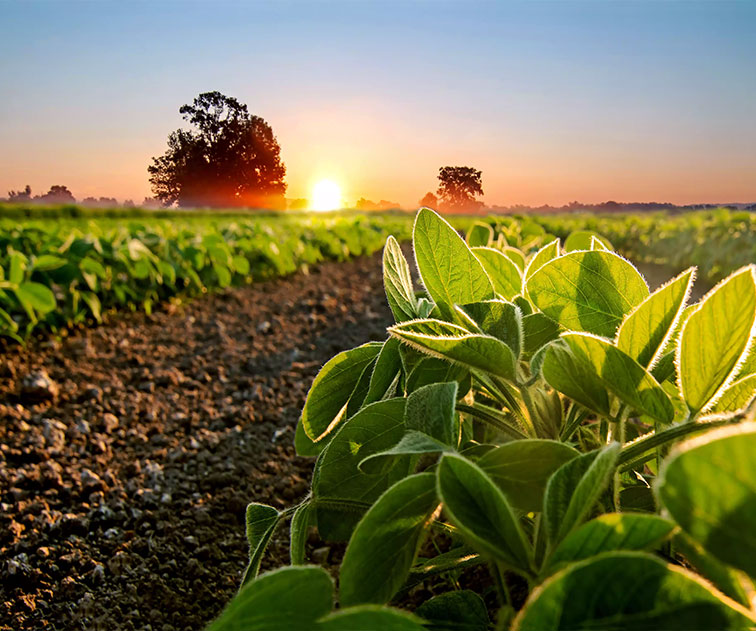 SPS-Organics-India-Pvt-Ltd