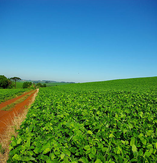 SPS-Organics-India-Pvt-Ltd